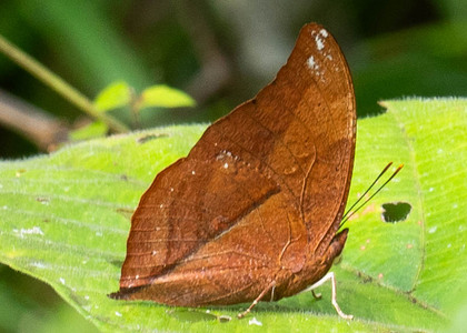 The butterfly Zaretis sp. photographed in Comunidad Apuya,Ecuador
