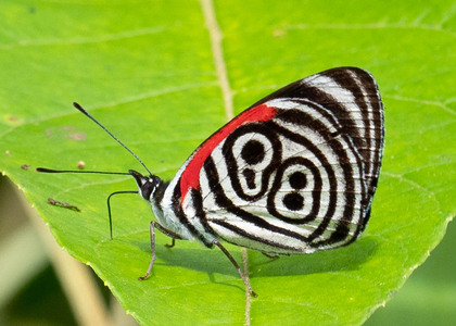 The butterfly Diaethria clymena photographed in Comunidad Apuya,Ecuador