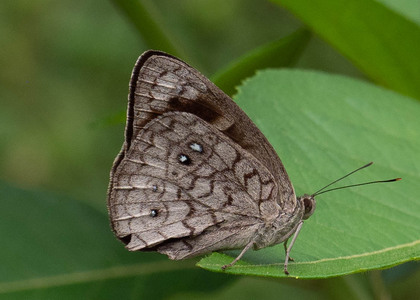 The butterfly Eunica clytia photographed in Comunidad Apuya,Ecuador