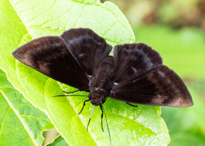 The butterfly Aethilla echina echina photographed in Ecuador