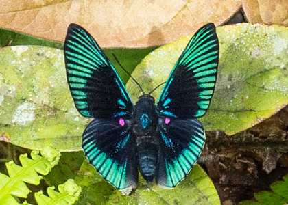 The butterfly Lyropteryx apollonia apollonia photographed in Ecuador