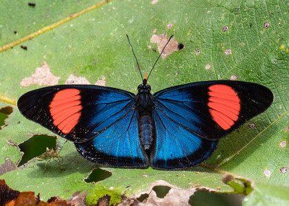 The butterfly Batesia hypochlora photographed in Ecuador