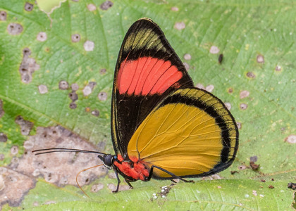 The butterfly Batesia hypochlora photographed in Ecuador