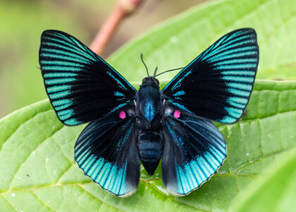 The butterfly Lyropteryx apollonia apollonia photographed in Comunidad Apuya,Ecuador