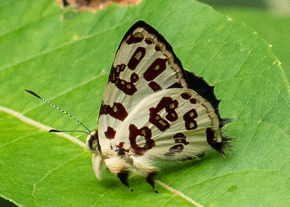 The butterfly Anteros bracteata photographed in Comunidad Apuya,Ecuador