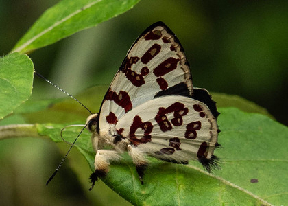 The butterfly Anteros bracteata photographed in Ecuador