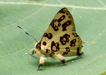 The butterfly Anteros bracteata photographed in Ecuador