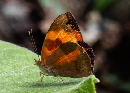 The butterfly Temenis pulchra pallidor photographed in Llaucana,Ecuador