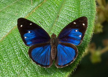 The butterfly Dynamine gisella photographed in Ecuador