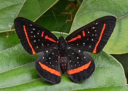 The butterfly Amarynthis meneria photographed in Ecuador