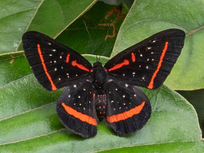 The butterfly Amarynthis meneria photographed in Comunidad Apuya,Ecuador