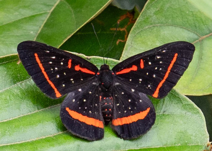 The butterfly Amarynthis meneria photographed in Ecuador