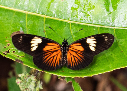 The butterfly Castilia perilla photographed in Comunidad Apuya,Ecuador