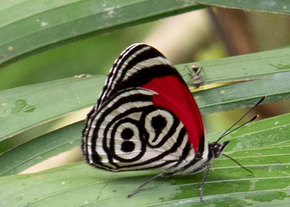 The butterfly Diaethria clymena peruviana photographed in Comunidad Apuya,Ecuador