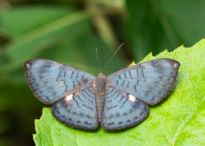 The butterfly Emesis condigna photographed in Comunidad Apuya,Ecuador