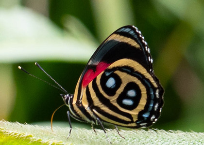 The butterfly Catagramma pyracmon peristera photographed in Comunidad Apuya,Ecuador