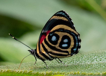 The butterfly Catagramma pyracmon peristera photographed in Ecuador