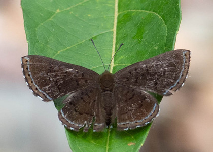 The butterfly Chalodeta lypera photographed in Comunidad Apuya,Ecuador