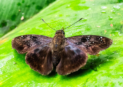 The butterfly Eracon pebana photographed in Ecuador