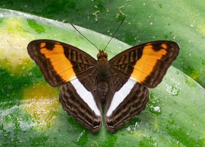The butterfly Adelpha cocala cocala photographed in Comunidad Apuya,Ecuador