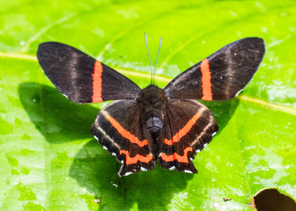 The butterfly Ancyluris aulestes photographed in Comunidad Apuya,Ecuador