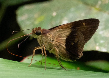 The butterfly Calpodes longirostris photographed in Ecuador