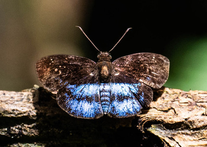 The butterfly Quadrus deyrollei porta photographed in Comunidad Apuya,Ecuador