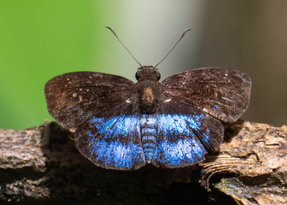 The butterfly Quadrus deyrollei porta photographed in Ecuador