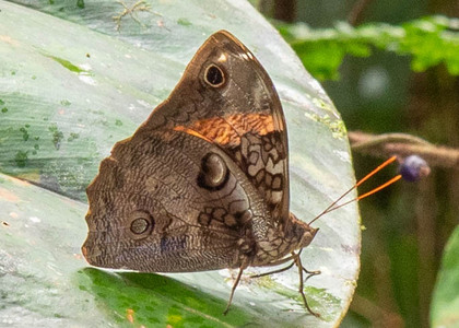 The butterfly Opsiphanes cassiae photographed in Ecuador