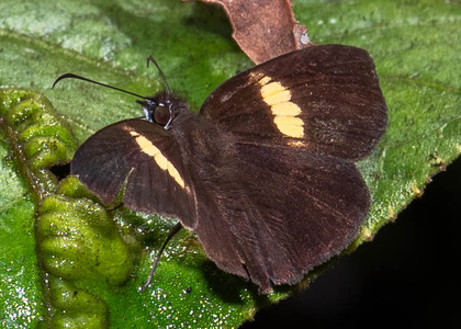 The butterfly Potamanaxas flavofasciata photographed in Comunidad Apuya,Ecuador