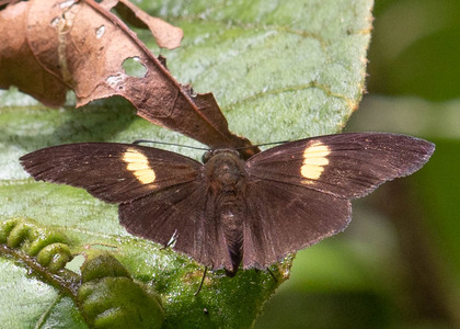 The butterfly Potamanaxas flavofasciata photographed in Ecuador