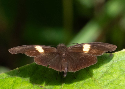 The butterfly Potamanaxas flavofasciata photographed in Ecuador