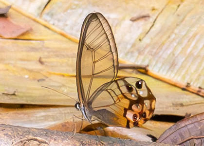 The butterfly Haetera piera negra photographed in Ecuador
