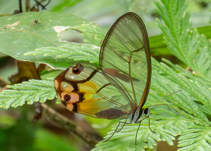 The butterfly Haetera piera negra photographed in Comunidad Apuya,Ecuador