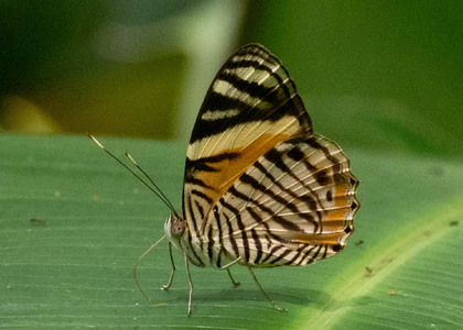 The butterfly Tigridia acesta photographed in Comunidad Apuya,Ecuador