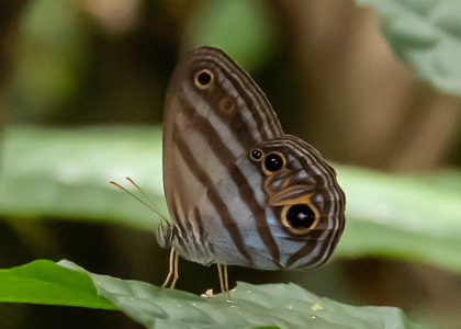The butterfly Chloreuptychia chlorimene photographed in Comunidad Apuya, 