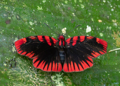 The butterfly Haemactis sanguinalis photographed in Ecuador