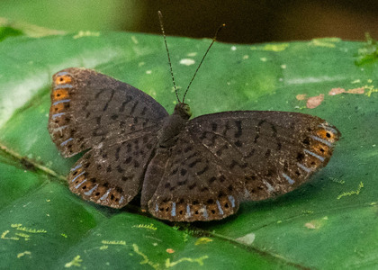 The butterfly Metacharis lucius photographed in Comunidad Apuya,Ecuador