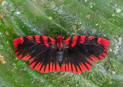 The butterfly Haemactis sanguinalis photographed in Comunidad Apuya,Ecuador