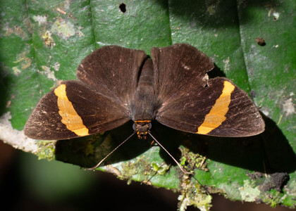 The butterfly Celaenorrhinus syllius photographed in Las Minas, Misahualli,,Ecuador