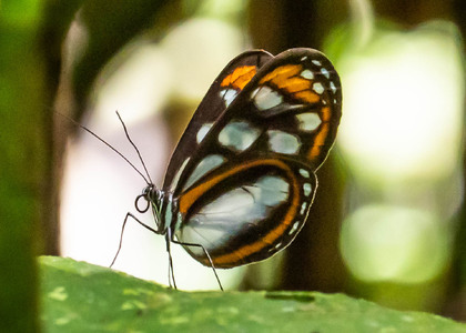 The butterfly Hyposcada illinissa ida photographed in Comunidad Apuya,Ecuador