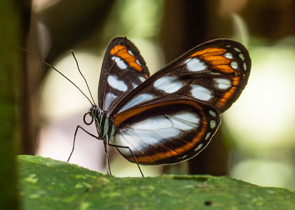 The butterfly Hyposcada illinissa ida photographed in Ecuador