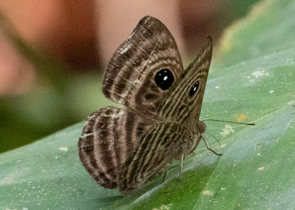 The butterfly Mesosemia cippus photographed in Ecuador