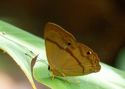 The butterfly Erythia midas crotopina photographed in Ecuador