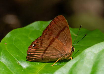 The butterfly Erythia midas crotopina photographed in Ecuador