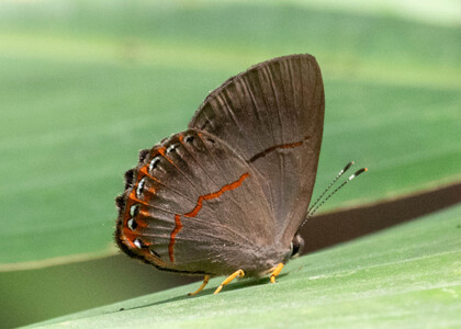 The butterfly Pelolasia eumedia photographed in Ecuador