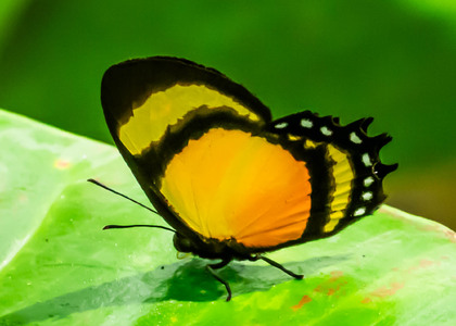The butterfly Methone cecilia photographed in Ecuador