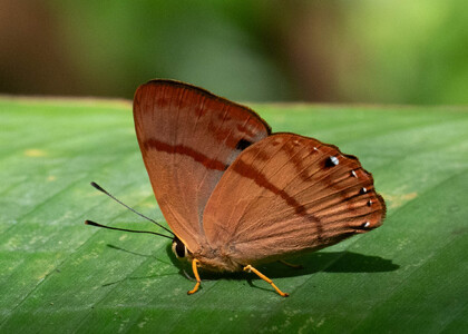 The butterfly Erythia midas crotopina photographed in Comunidad Apuya,Ecuador