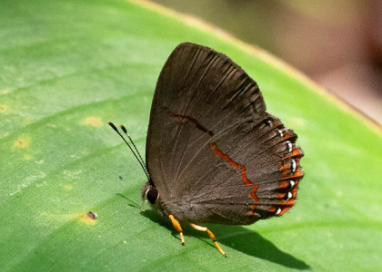 The butterfly Pelolasia eusepus photographed in Comunidad Apuya,Ecuador
