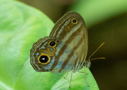 The butterfly Chloreuptychia chlorimene photographed in Ecuador